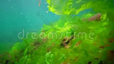 黑海的水下景观。 海底的绿藻、红藻和褐藻